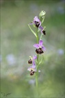 Ophrys fuciflora 01-05-22 002