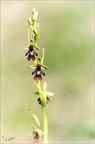 Ophrys insectifera 01-05-22 002