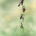 Ophrys insectiferax drumana_01-05-22_004.jpg