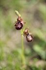Ophrys speculum x drumana 01-05-22 006