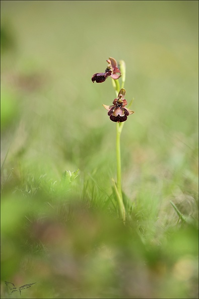 Ophrys speculum x drumana_01-05-22_011.jpg
