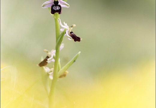 Ophrys drumana 01-05-22 013 (862 visits) Ophrys drumana 01-05-22 013