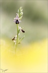 Ophrys drumana 01-05-22 013