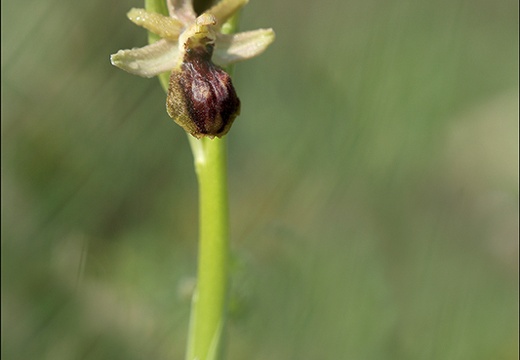 Ophrys arachnitiformis 09-03-22 002 (893 visits) Ophrys arachnitiformis 09-03-22 002