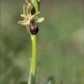 Ophrys arachnitiformis_09-03-22_002.jpg