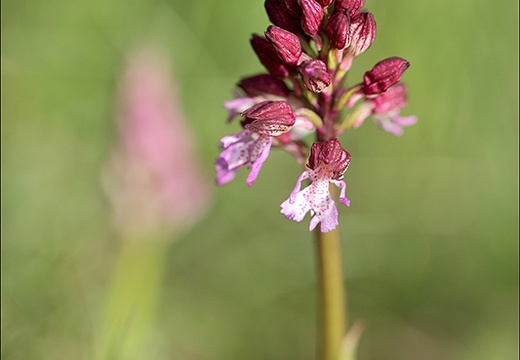 Orchis pourpre x 22-04-22 009 (969 visits) Orchis pourpre x 22-04-22 009