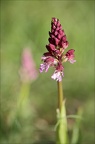 Orchis pourpre x 22-04-22 009