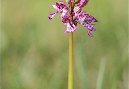 Orchis pourpre x 22-04-22 018 (803 visits) Orchis pourpre x 22-04-22 018