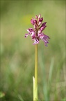 Orchis pourpre x 22-04-22 018