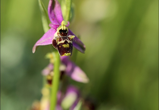 Ophrys fuciflora (982 visits) Ophrys fuciflora
