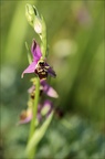 Ophrys fuciflora