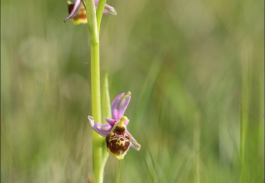 Ophrys fuciflora (901 visits) Ophrys fuciflora