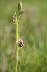 Ophrys fuciflora