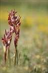 Serapia vomacera