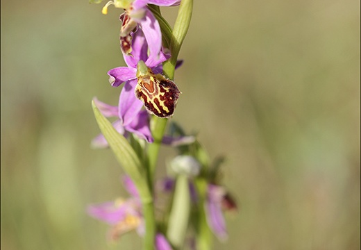 Ophrys apifera (1150 visits) Ophrys apifera