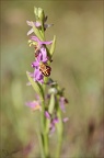 Ophrys apifera