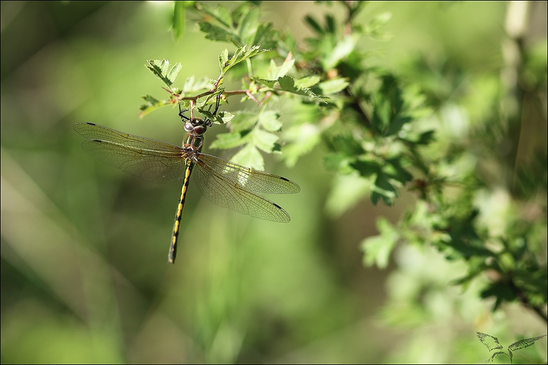 Oxycordulie à corps fin ♀