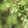 Oxycordulie à corps fin ♀