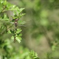 Oxycordulie à corps fin♂