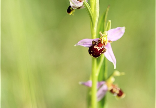 Api des prairies portrait (916 visits) Api des prairies portrait