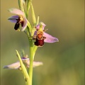 Ophrys api jardin 17-05-22 001