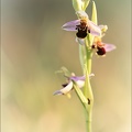 Ophrys api jardin 17-05-22 002
