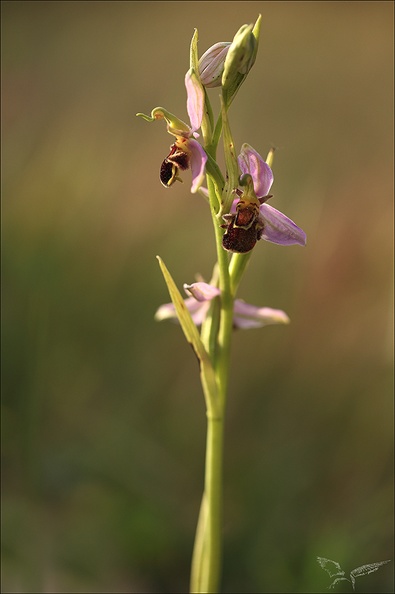 Ophrys api jardin_19-05-22_005.jpg
