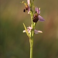 Ophrys api jardin 19-05-22 005