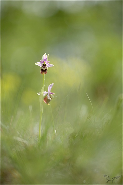 Ophrys fuci Emprunt_06-05-22_002.jpg