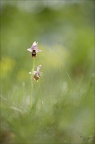Ophrys fuci Emprunt 06-05-22 002