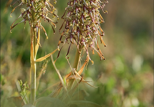 Orchis bouc jardin 21-05-22 006 (961 visits) Orchis bouc jardin 21-05-22 006