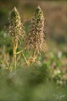 Orchis bouc jardin 21-05-22 006