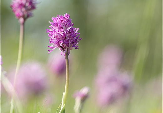 Orchis singe (896 visits) Orchis singe