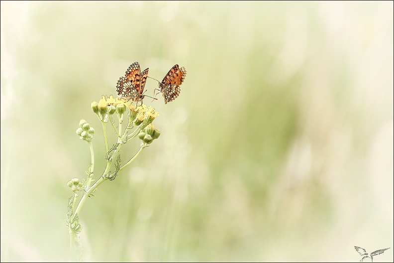 Couple mélitées.jpg