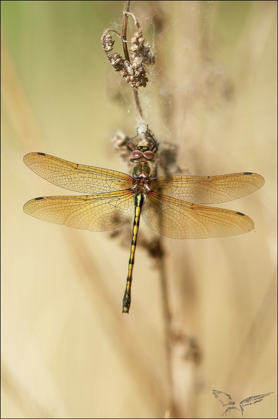 Oxycordulie à corps fin♀