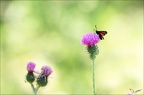  La Zygène des bois  (Zygaena lonicerae)