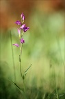 Cephalanthera rubra