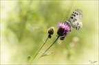 Parnassius apollo