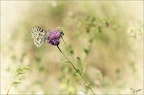 Parnassius apollo 12-06-22 024