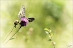 Parnassius apollo 12-06-22 036