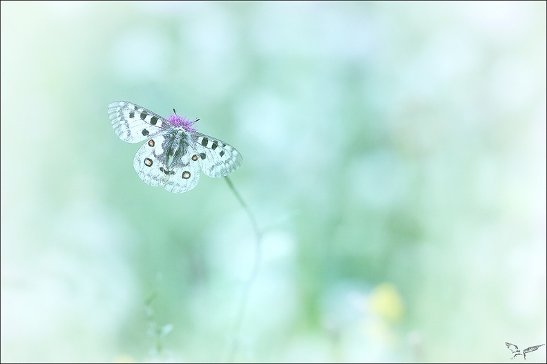 Parnassius apollo_10-07-22_013.jpg