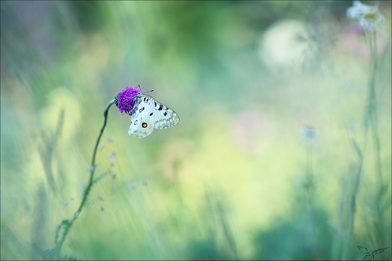 Parnassius apollo 10-07-22 029