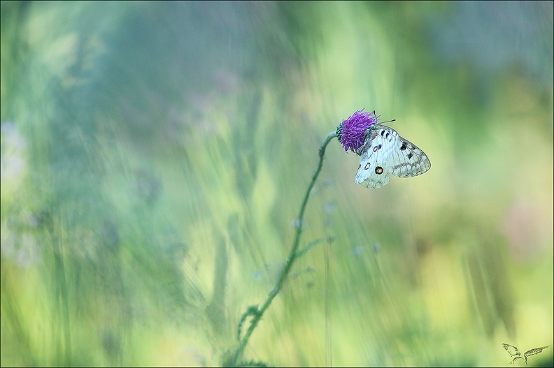 Parnassius apollo_10-07-22_034.jpg