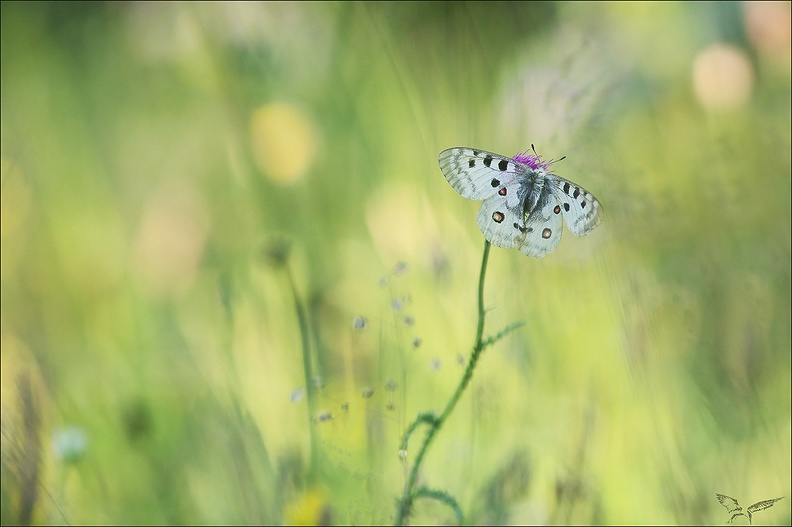 Parnassius apollo_10-07-22_037.jpg