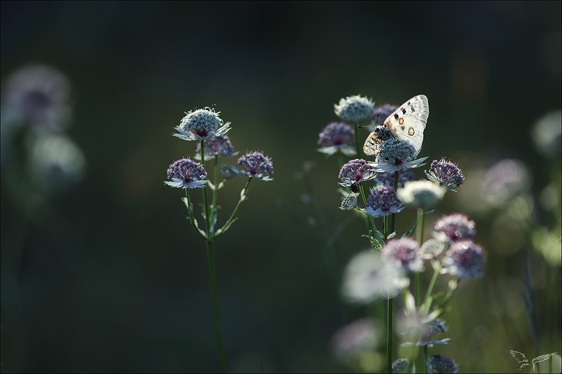 Parnassius apollo 10-07-22 063