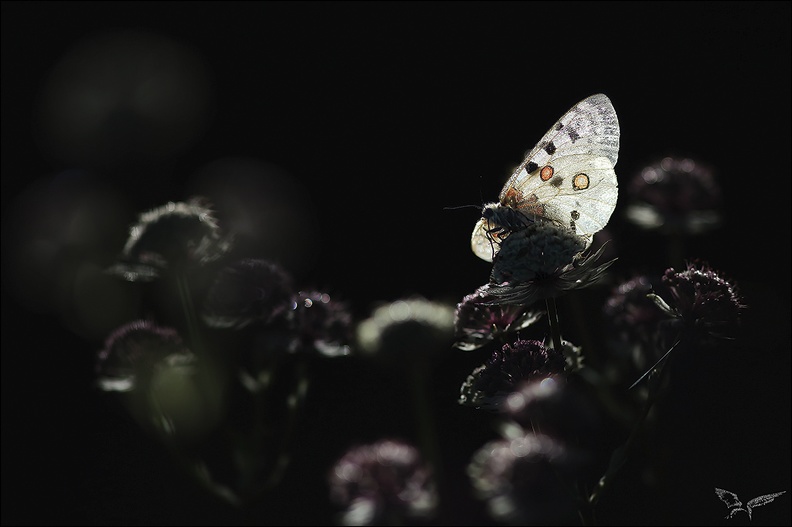 Parnassius apollo_10-07-22_069.jpg