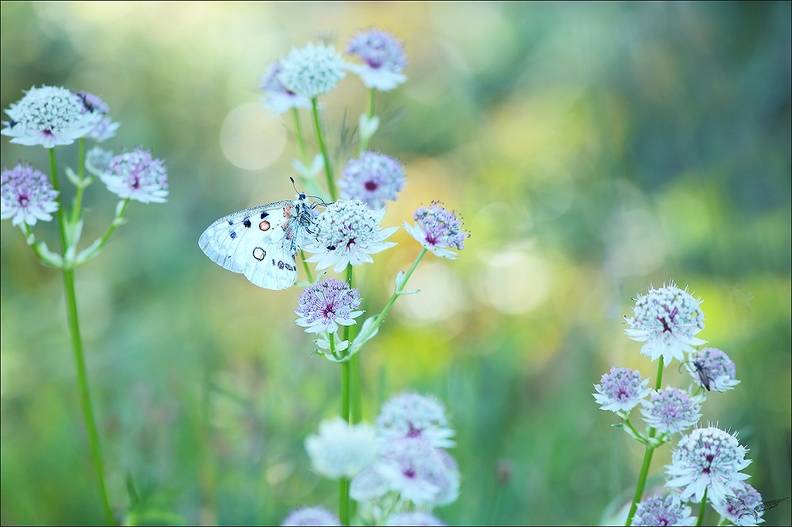 Parnassius apollo 10-07-22 083