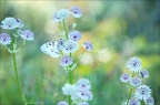 Parnassius apollo 10-07-22 083