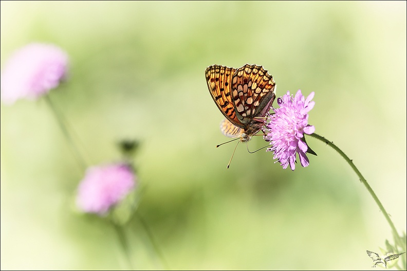 Le Chiffre_10-07-22_004.jpg