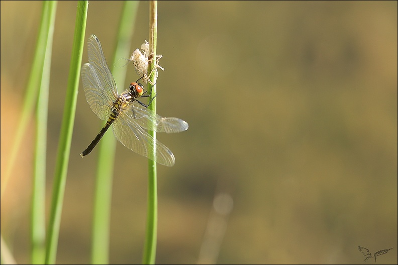 Leucorrhinia albifron ♀-1